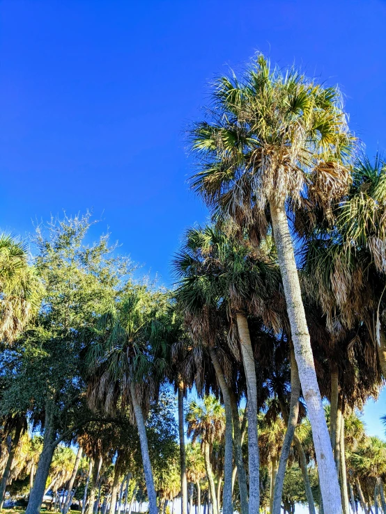 several palm trees on a sunny day