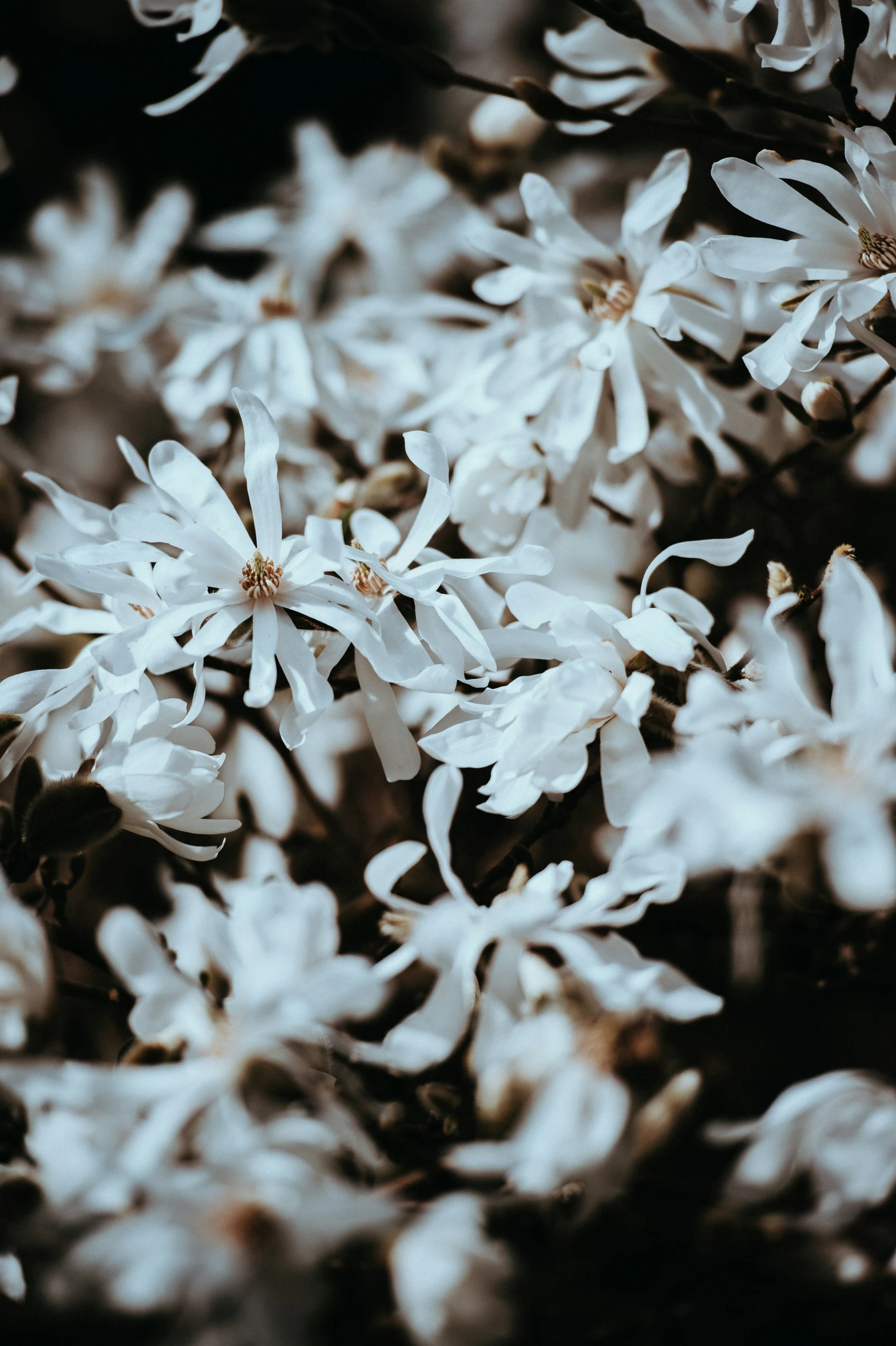 a bunch of white flowers in the center of a forest