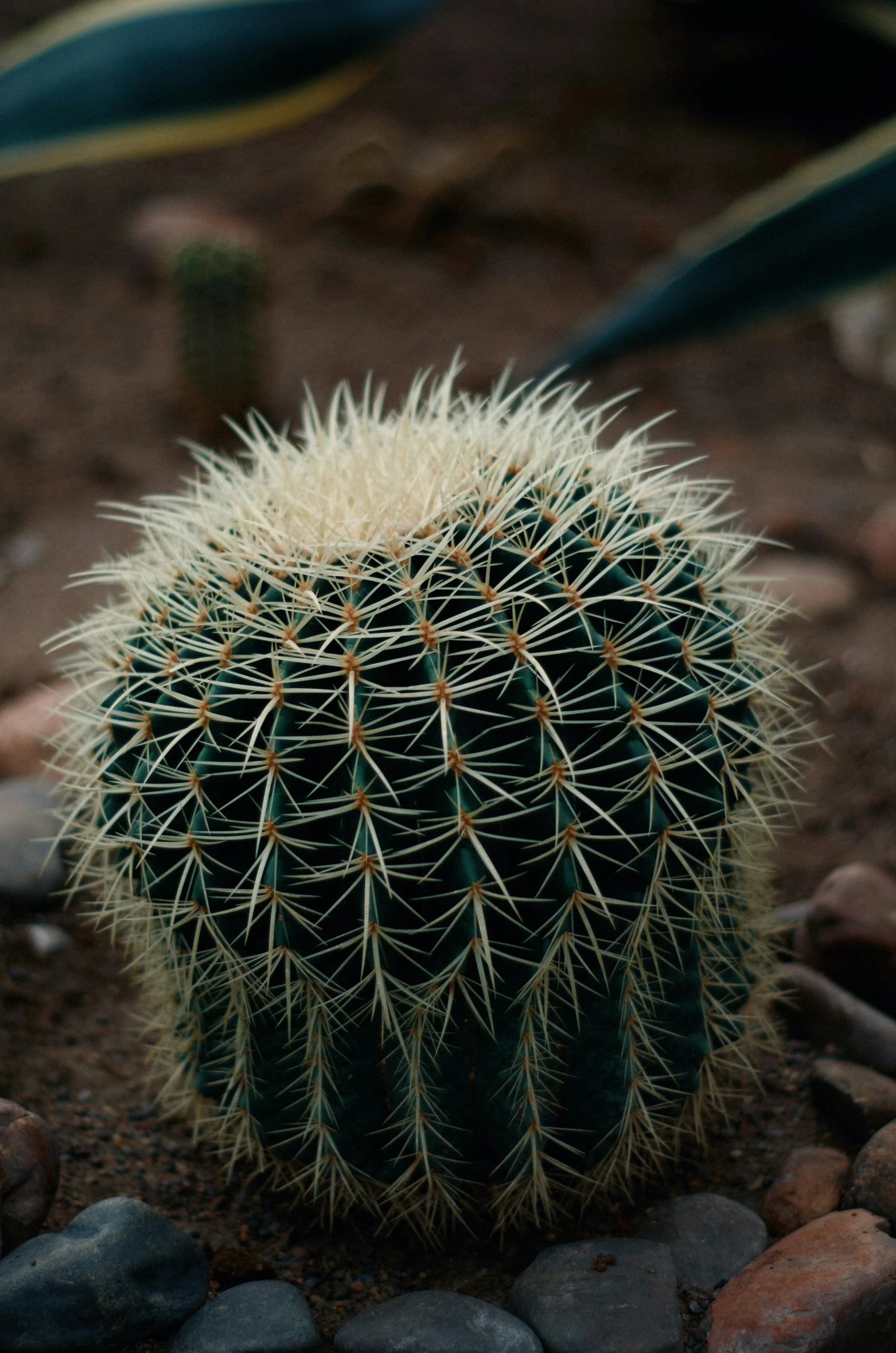 a small cactus sitting on top of a rock bed