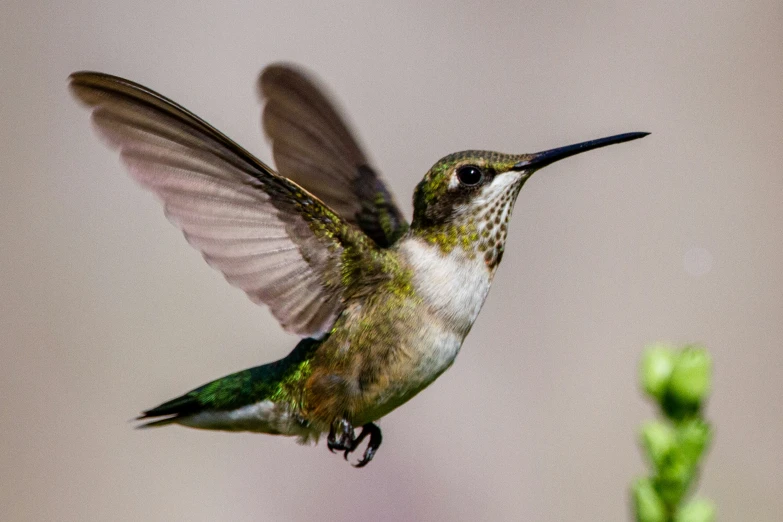 a humming bird flapping its wings in the air