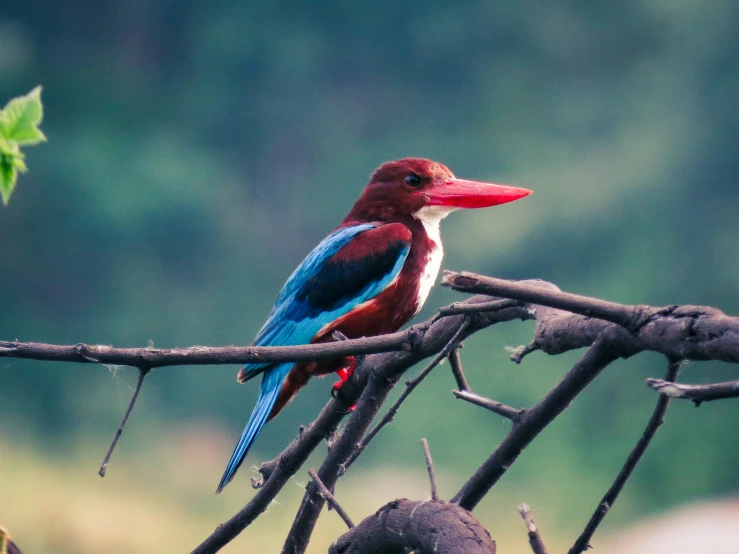 the bird has red wings and blue wings