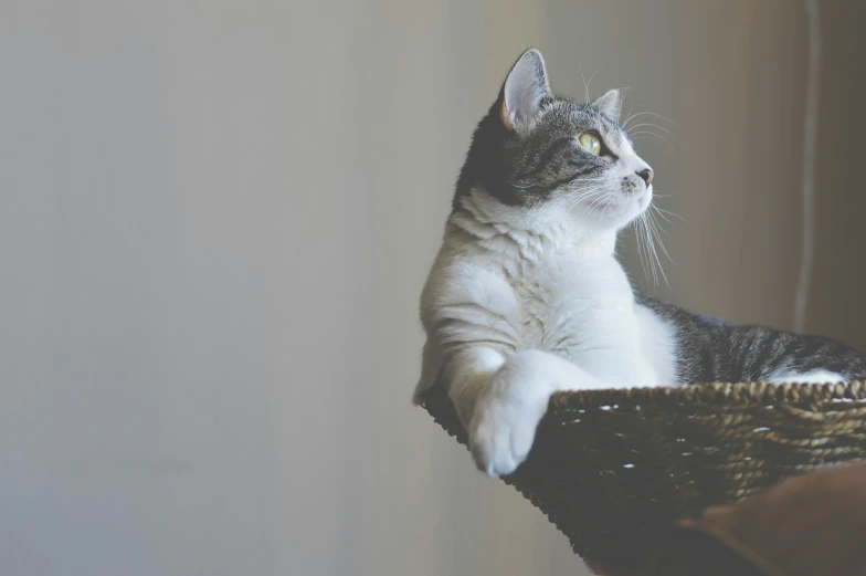 cat sitting in basket looking up at sky