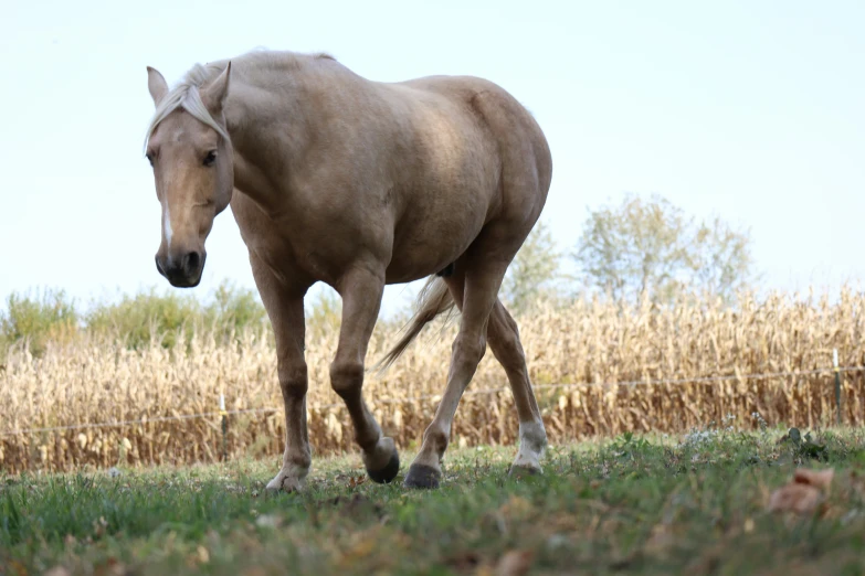 a horse walks through the grass near some dry bushes