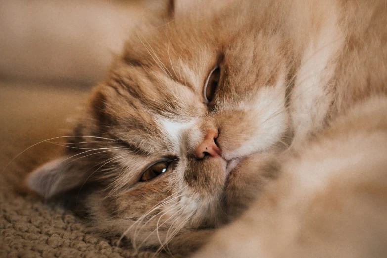 a cat lays down on the carpet, relaxing