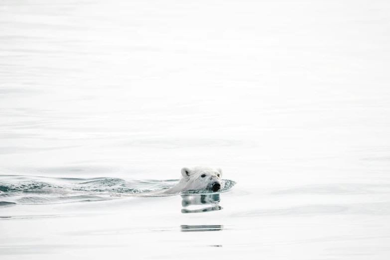 a small polar bear swimming through a lake