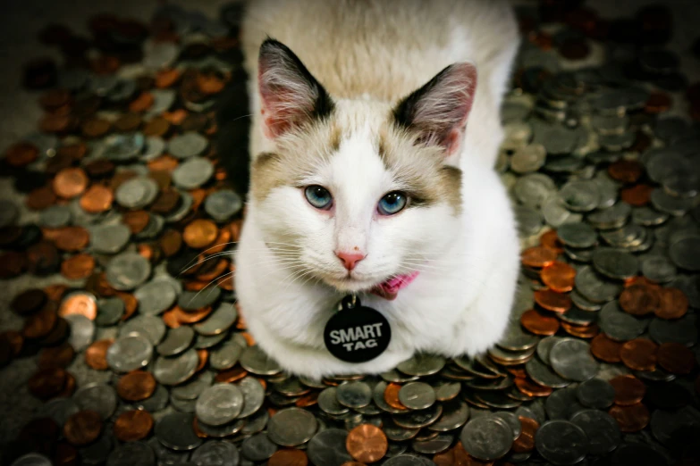 a cat is sitting on some coins looking up