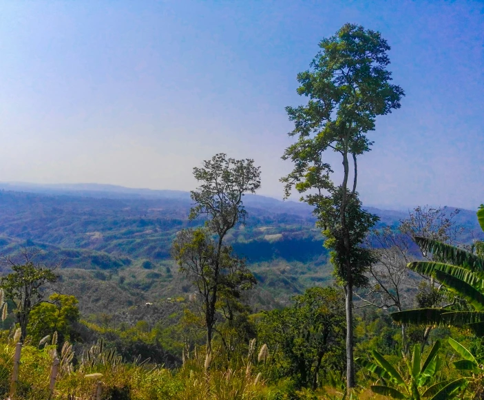 a blue sky above some green trees and plants