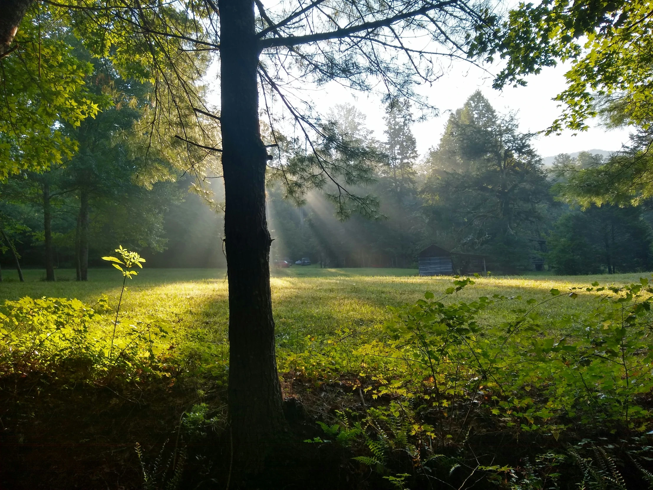 sunbeames shine through the trees on the grassy area