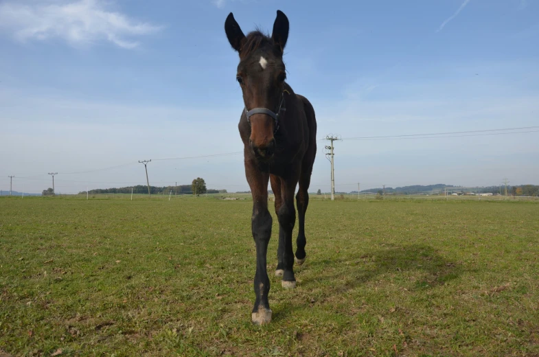 a horse that is walking in a field