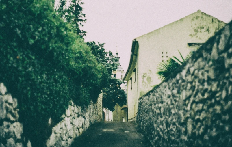 alley with several bushes lined side by side