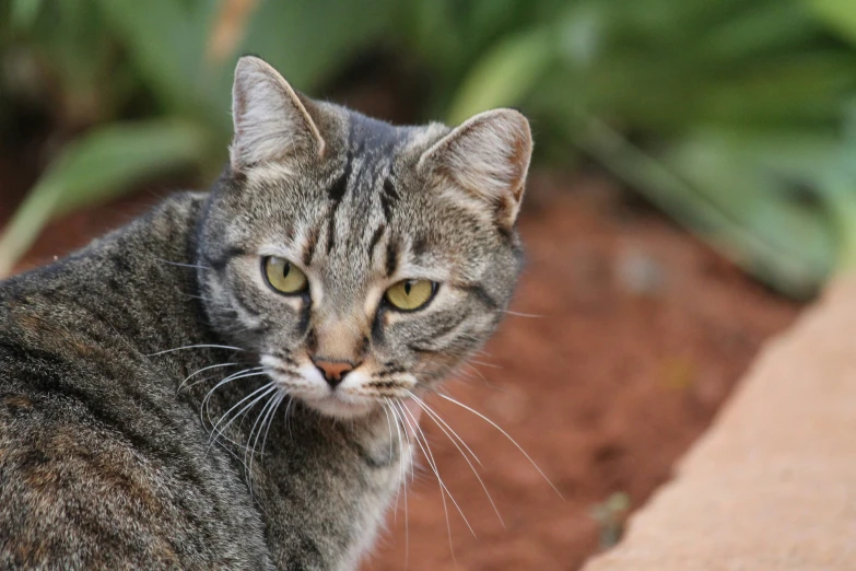 the closeup picture shows a cat's face while standing in the garden