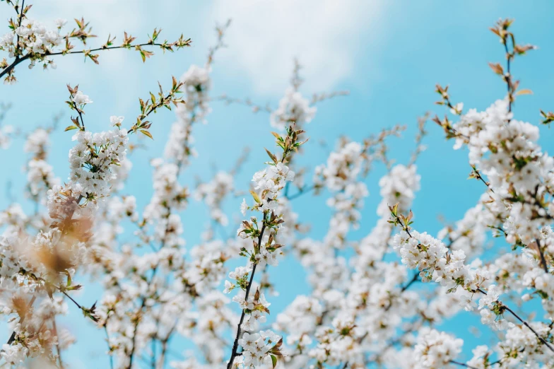 nches covered in flowers against a blue sky