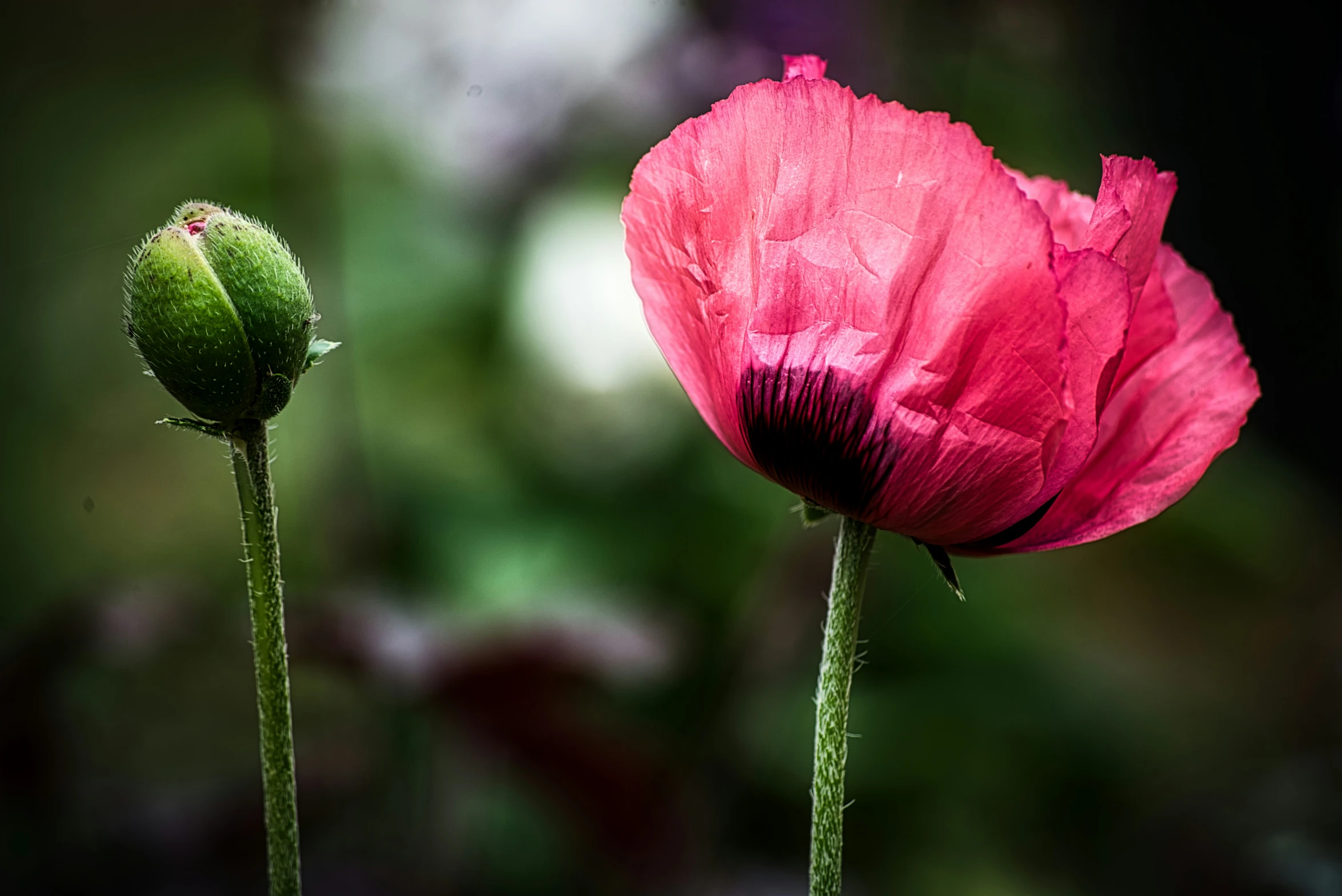 the two pink flowers are beside each other