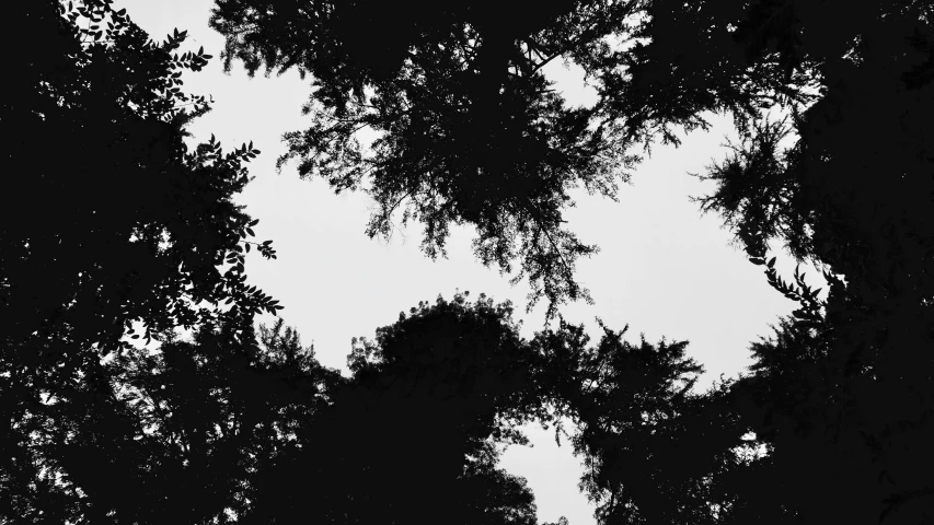 two black and white images of the tops of trees