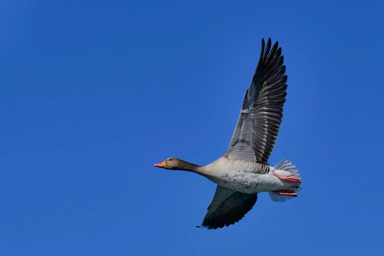 a duck flying through a blue sky with its wings outstretched