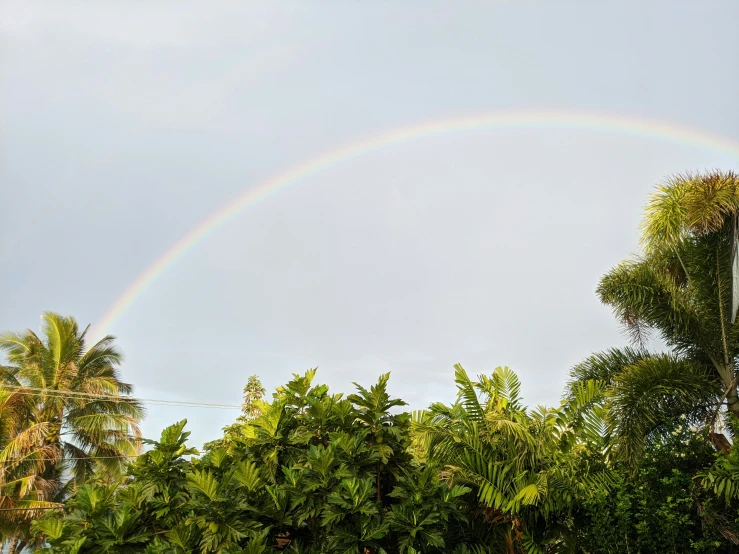 a rainbow in the sky is shown over a tropical setting