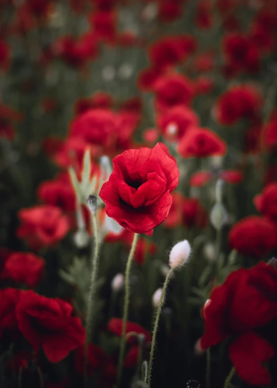 a field full of red flowers with white tips