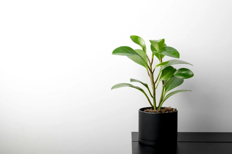 a small plant in a black vase on a table