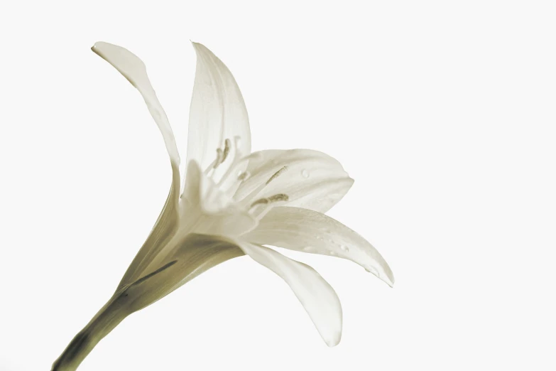 the white lily is blooming in a vase