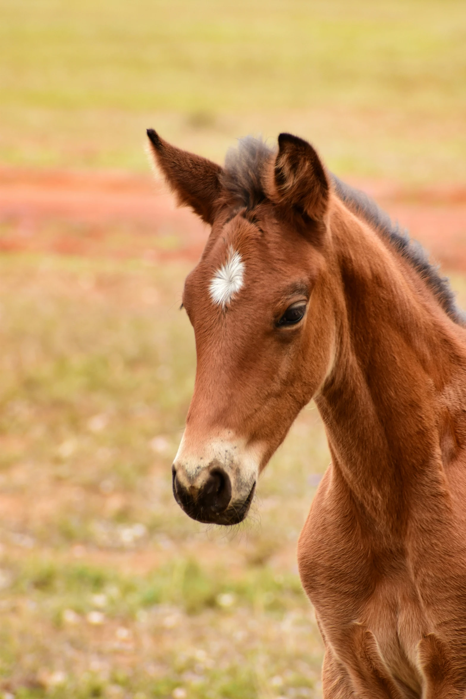 the horse is standing near the grassy field