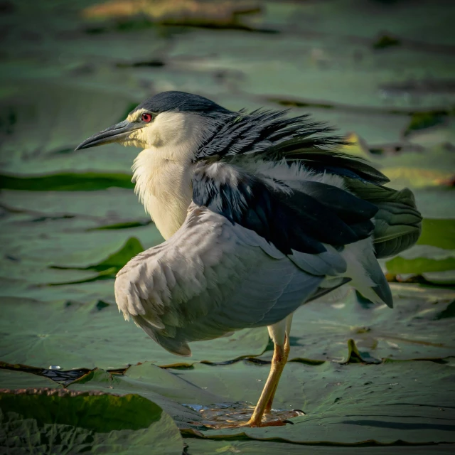 a grey and white bird is wading in the water