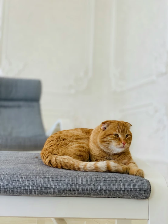 an orange cat lies on top of a grey table