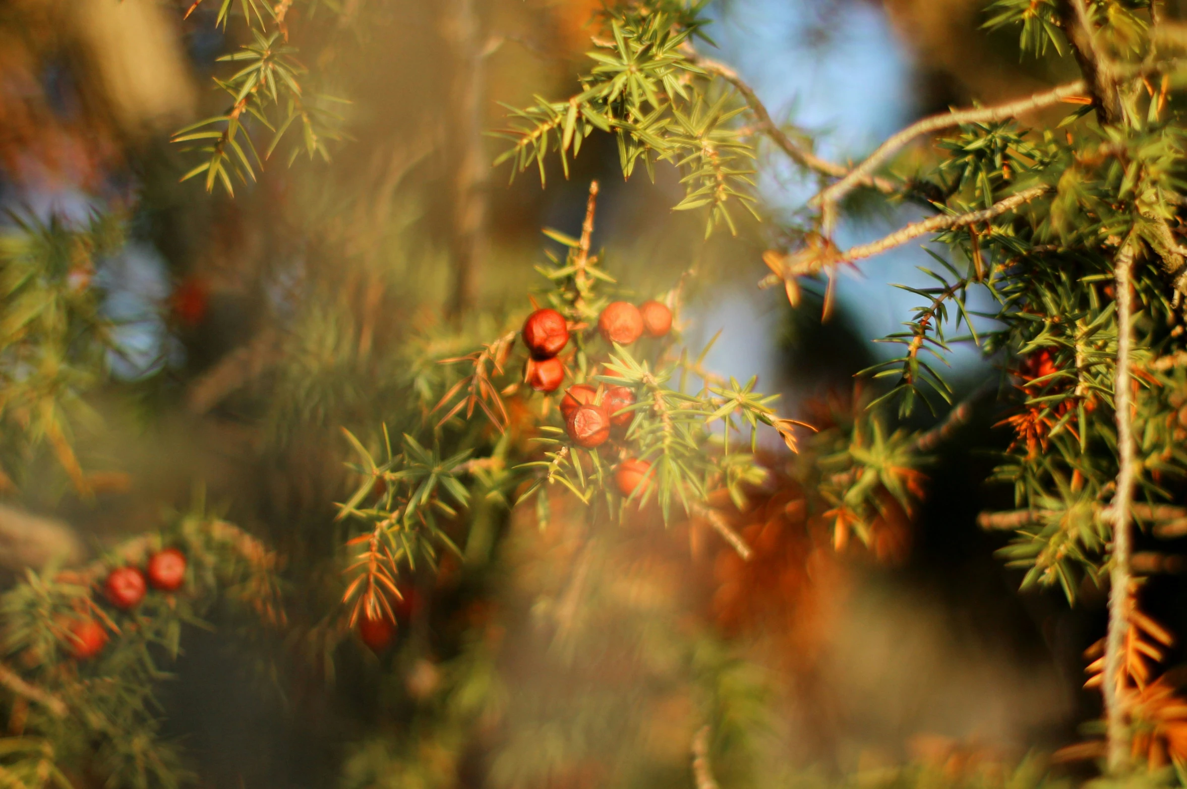 berries growing on an evergreen tree nch