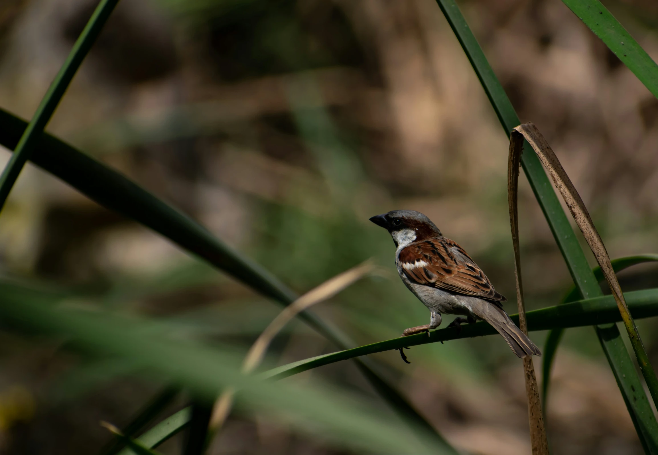 a little bird sitting on top of a stalk