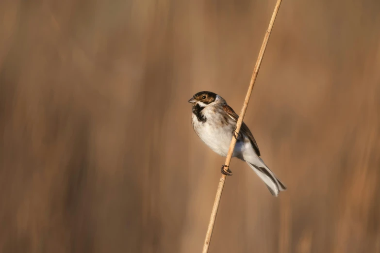 bird perched on stick in dry, brown grass