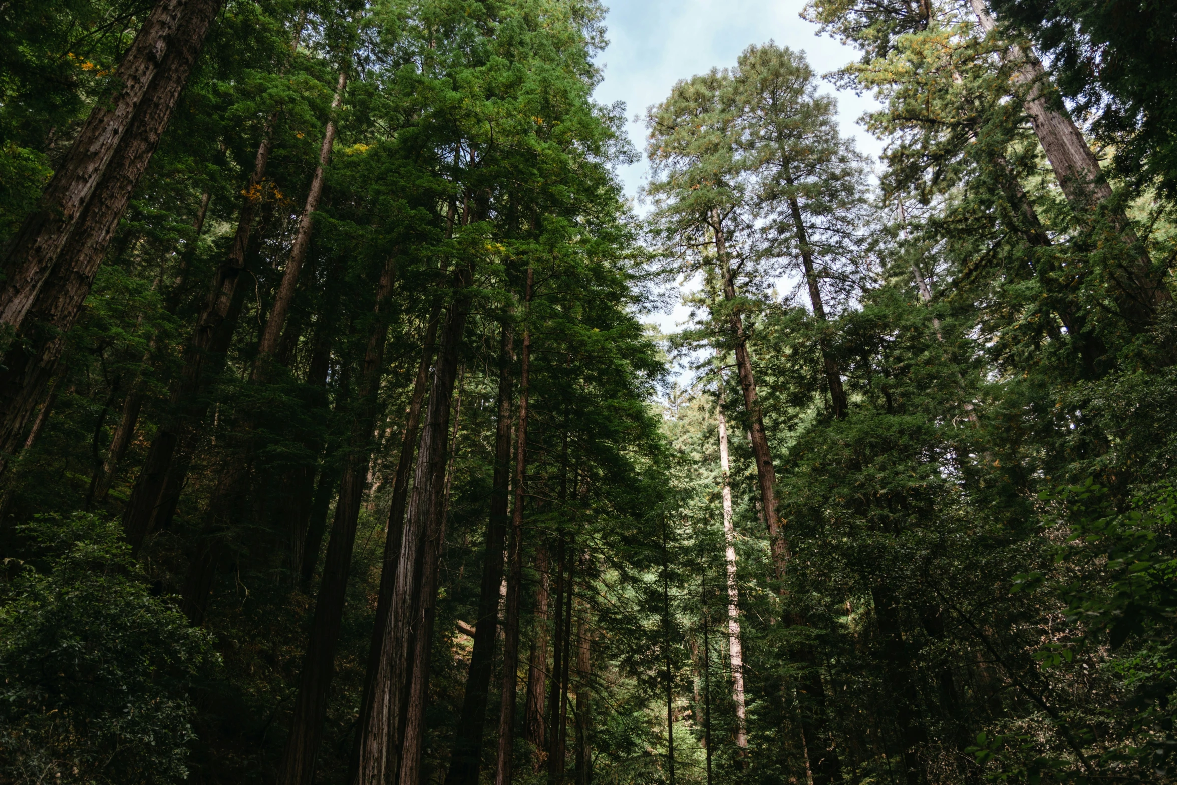 an empty forest filled with tall trees and green grass