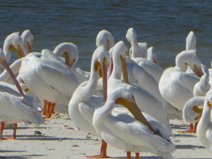 birds standing on sand near water at the beach