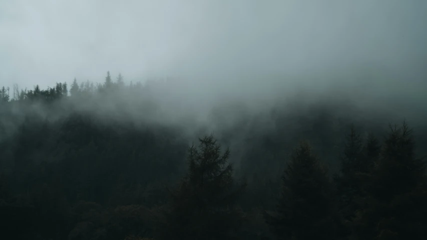 mist and fog covering the forest with trees