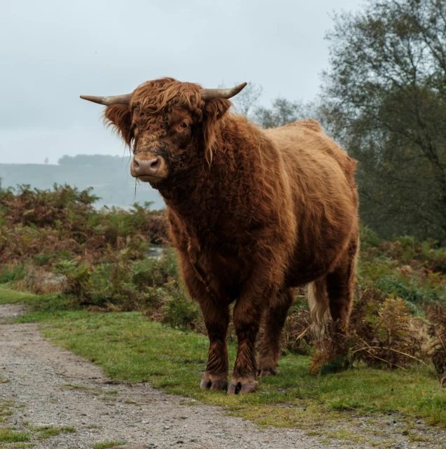 a large bull standing on top of a lush green field