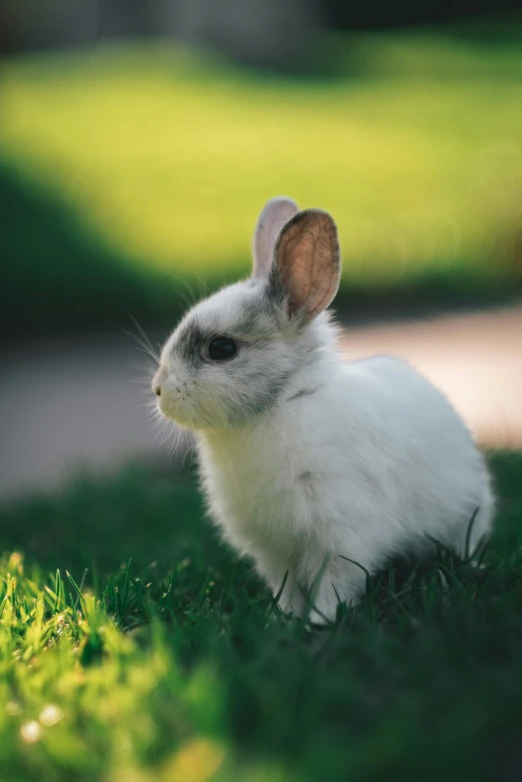 a white rabbit sitting in the grass