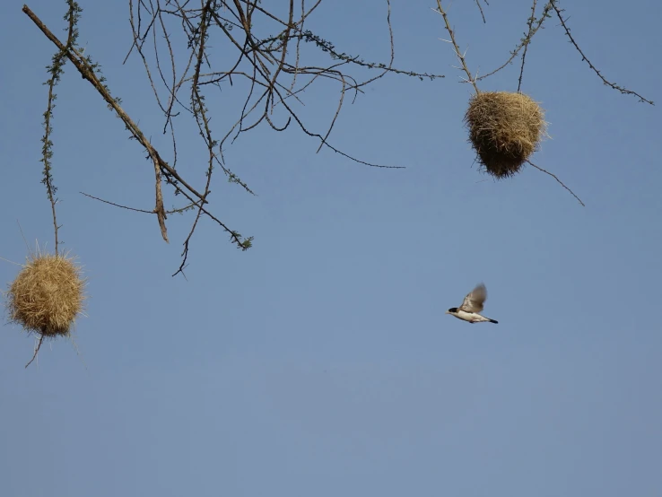 birds in a clear blue sky are feeding on a small nest