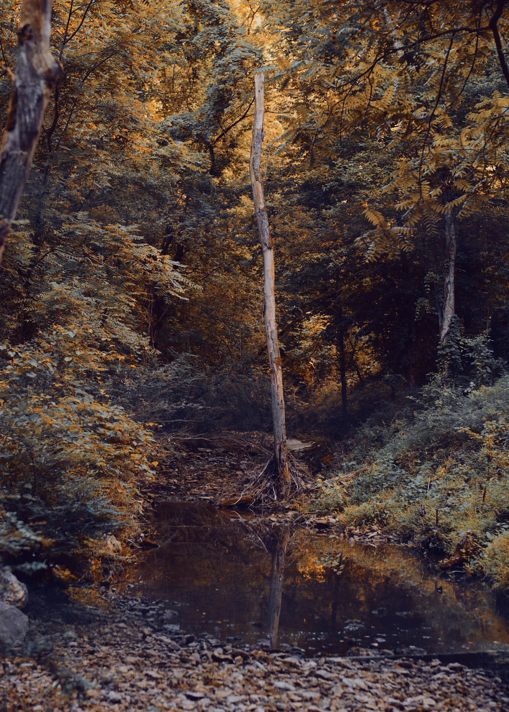 a creek in a forest in the fall