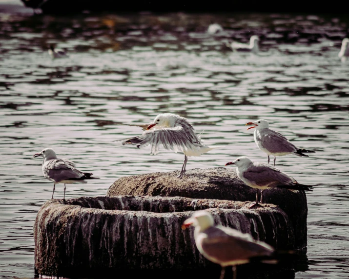 four birds are standing on a rock in the water