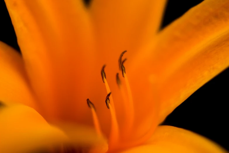 the center of a yellow flower that is very bright