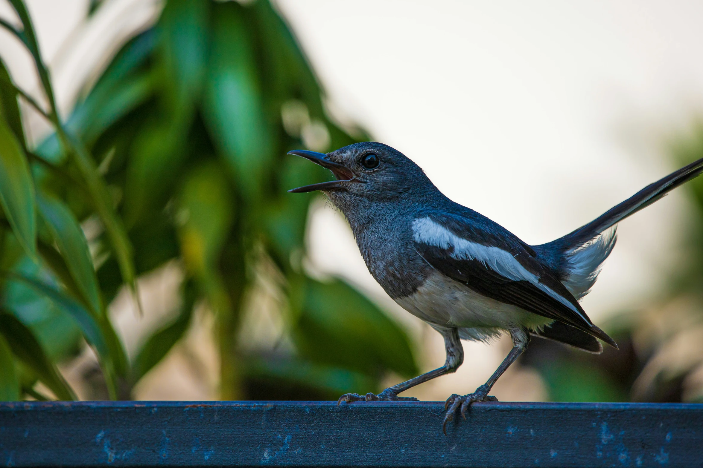 a small blue bird sitting on top of a piece of wood