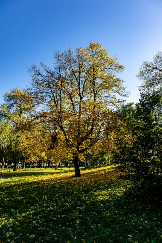 the trees have yellow leaves on them in the park