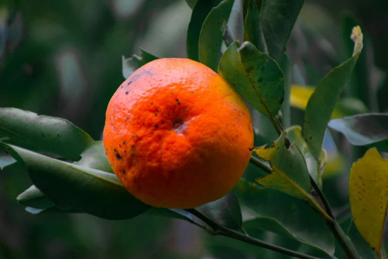 an orange hanging from a green leafy tree