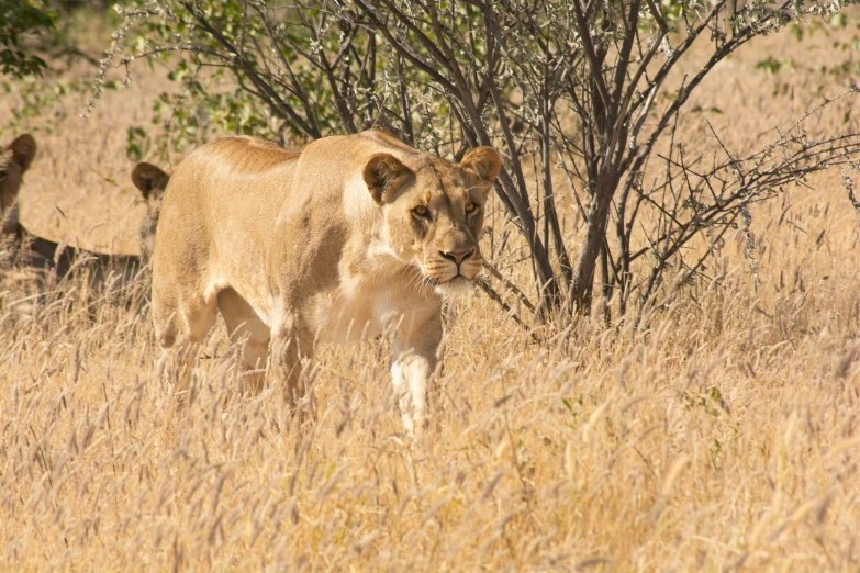 the lion cub walks through the dry brush