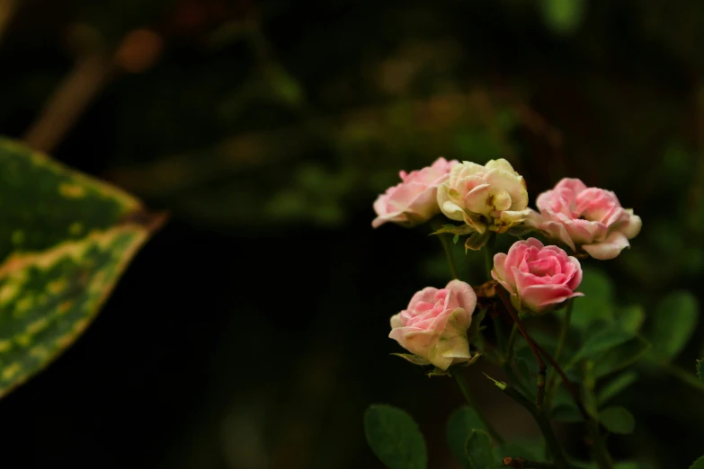 several small flowers with green leaves in the background