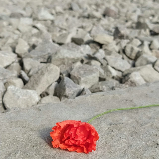 an open flower on a rock, with only the petals still on