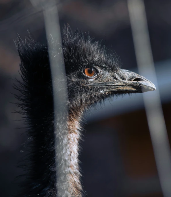 a bird looking out from behind a fence