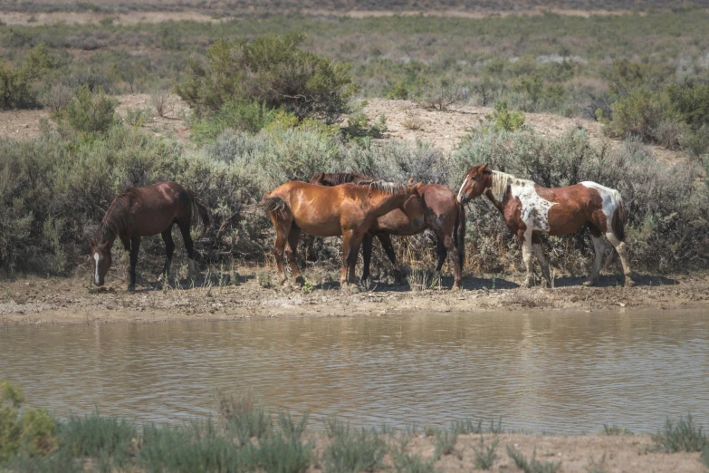 a group of horses stand near a body of water
