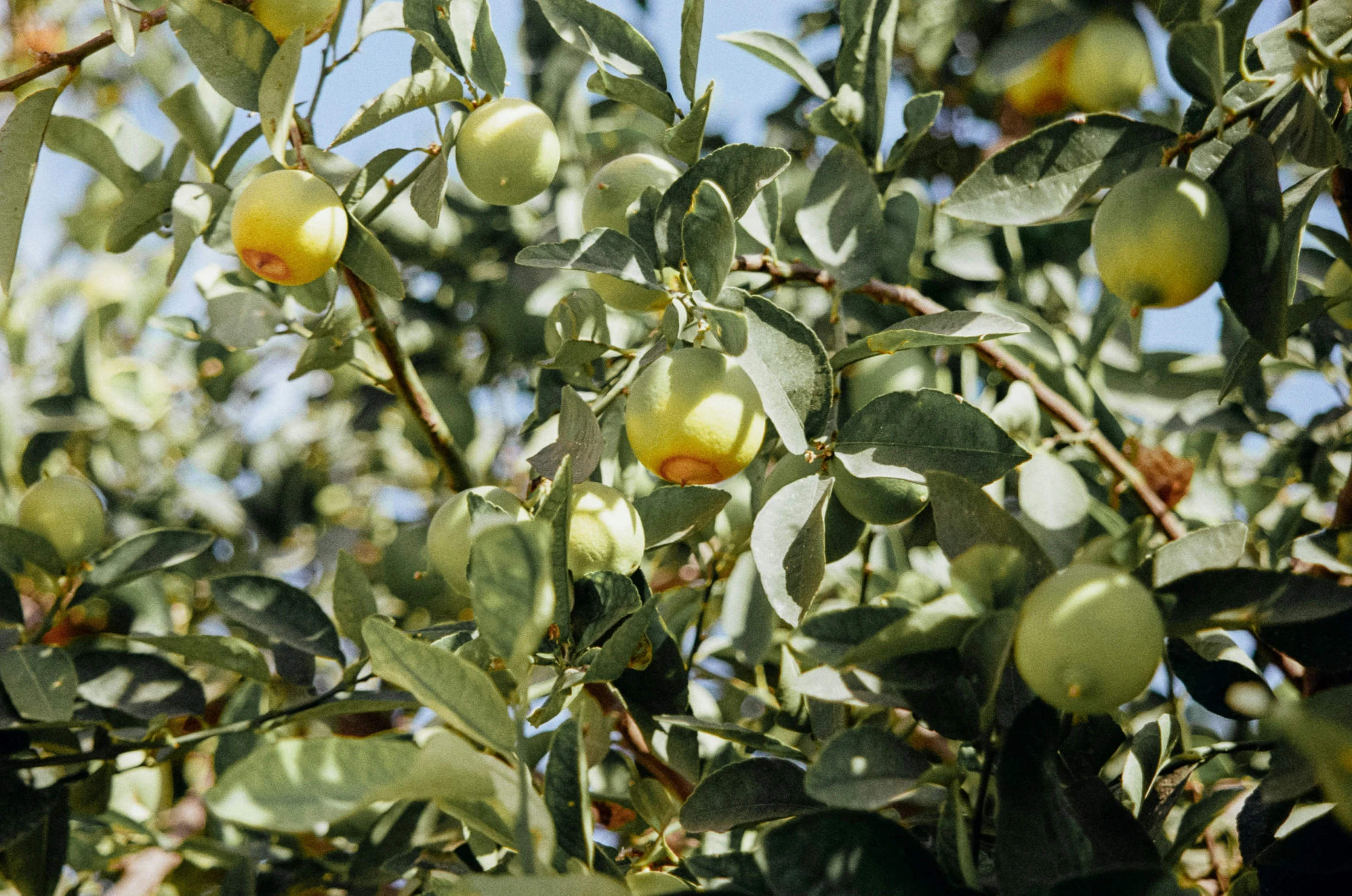 an orchard tree laden with ripe apples growing