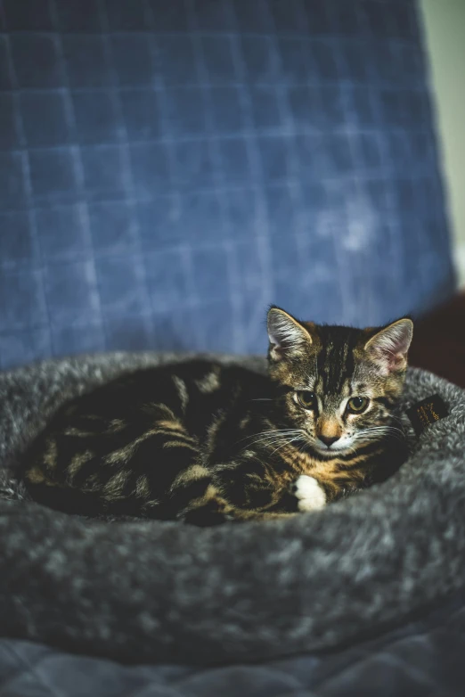 a cat sitting in its bed on the couch