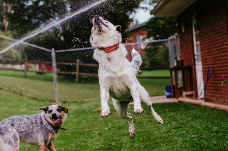 two dogs playing in the water, one catching the air