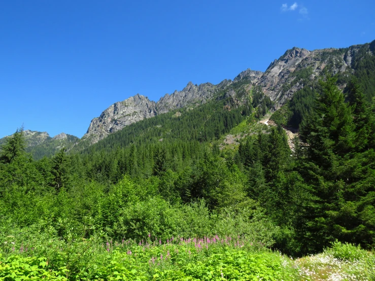 green plants and grass near the side of a mountain